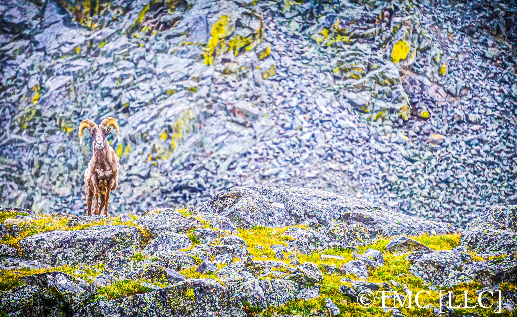 "Bighorn-Sheep in Rocky Mountain National Park" [2017]