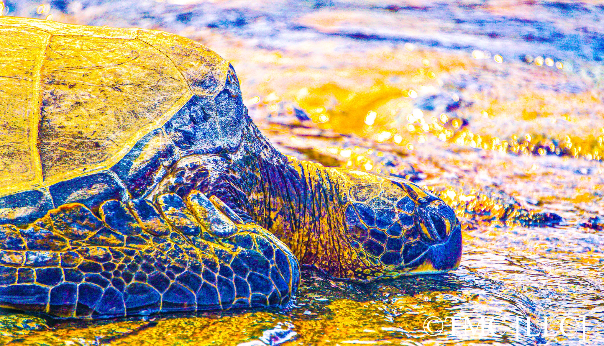 "Sacred Hawaiian Honu (Sea Turtle)" [2017]